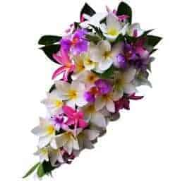 Frangipani Trailing