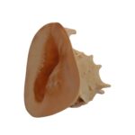 Helmet shell - Image 4
